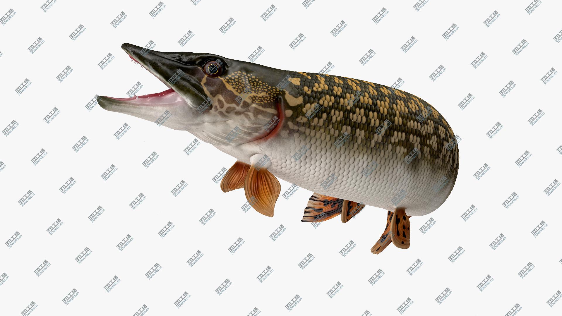 images/goods_img/202105072/Pike Fish Jump Out Pose 3D model/2.jpg